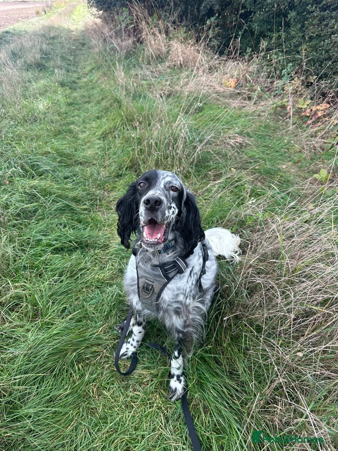 English Setter dogs for adoption: MARCO - Advert 6