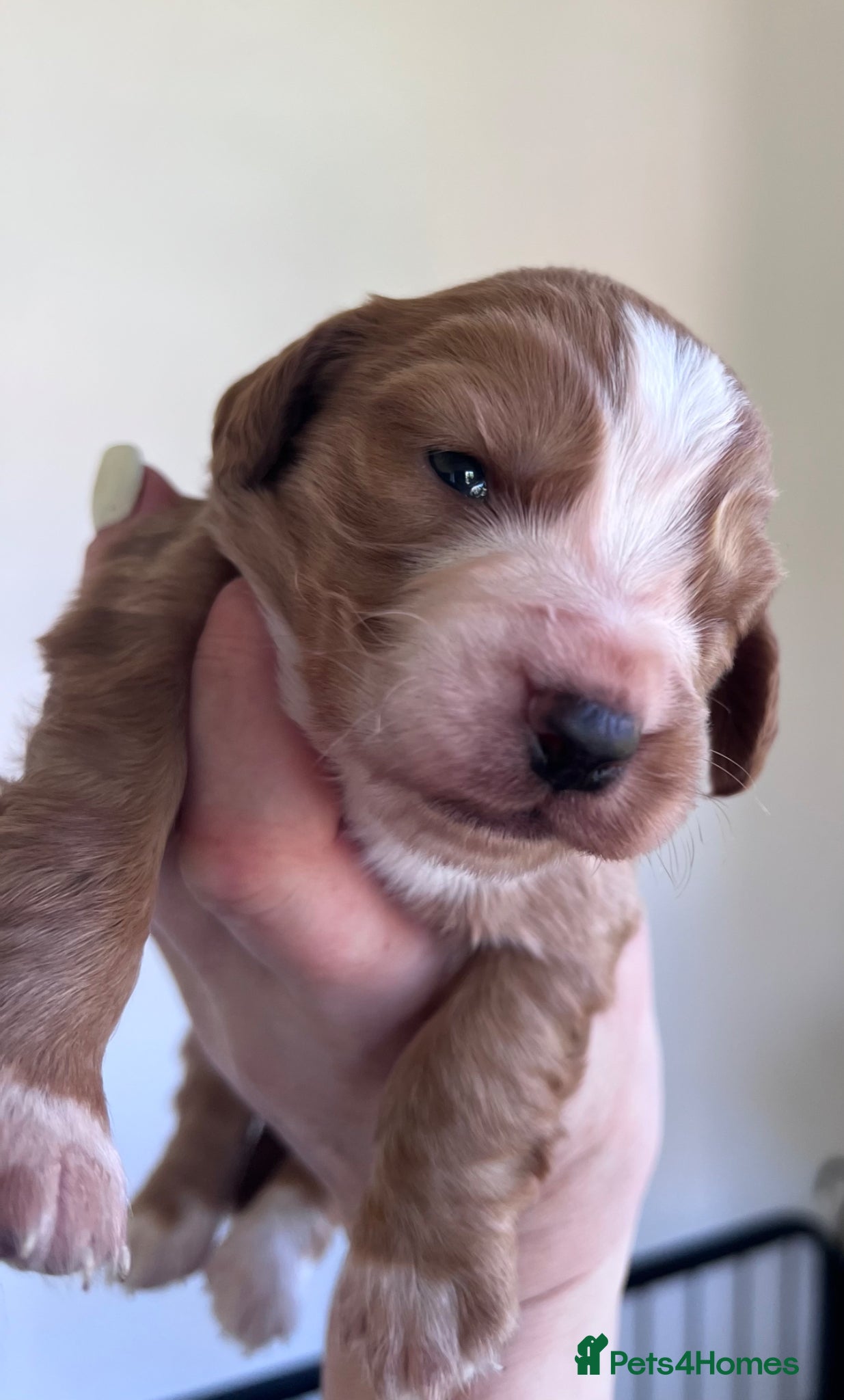 Cocker Spaniel dogs Black tan & white (tri) & Golden KC cocker pup - Advert 1