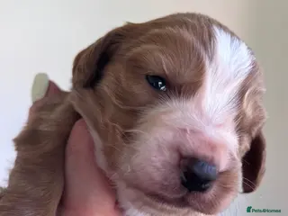 Cocker Spaniel dogs Black tan & white (tri) & Golden KC cocker pup - Advert 1