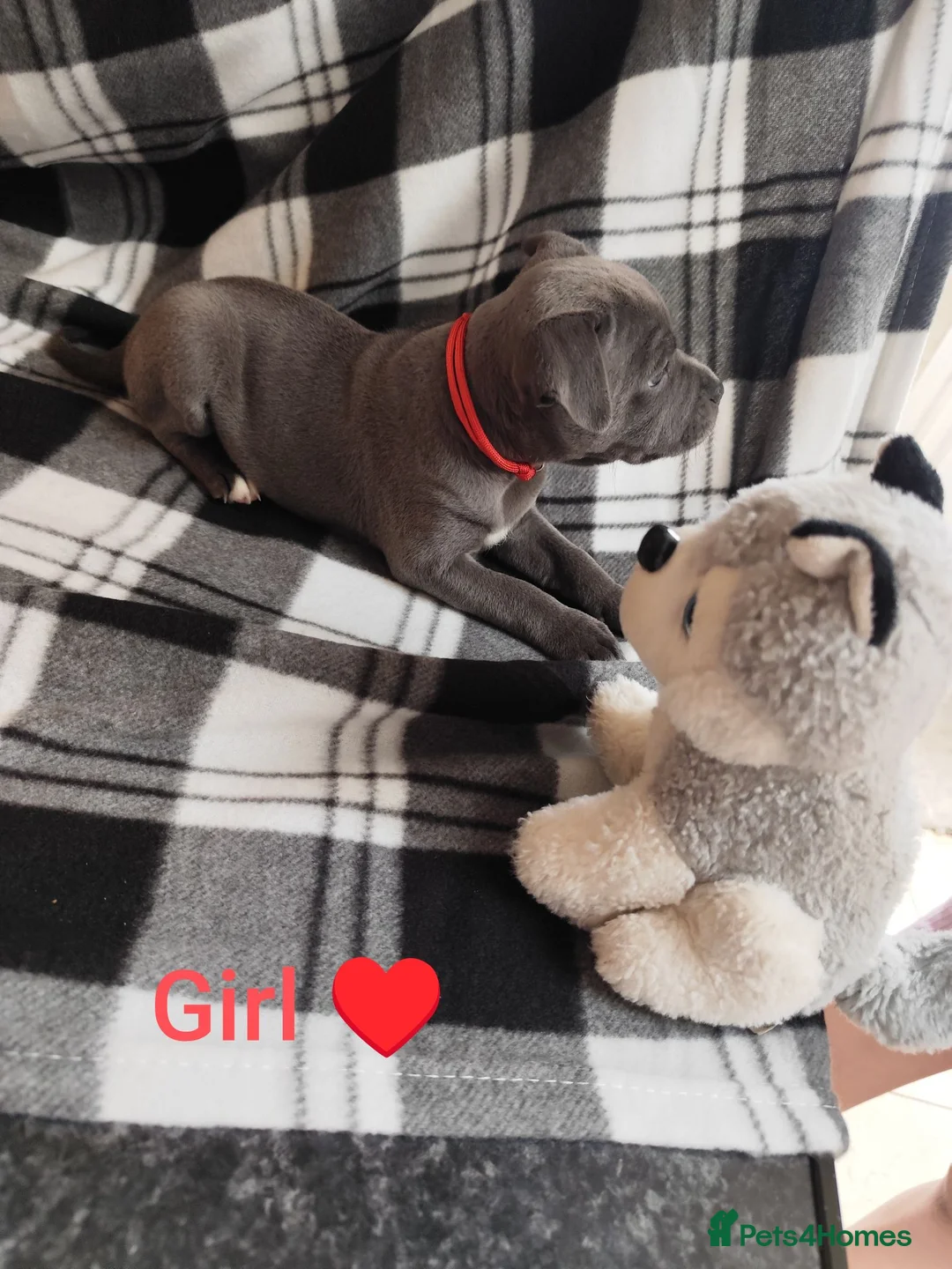 Staffordshire Bull Terrier dogs for sale: Staffordshire bull terrier  - Advert 1