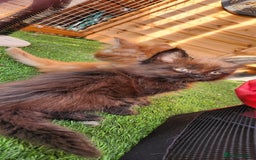 Maine Coon cats for sale: Big maine coon kittens  - Image 15