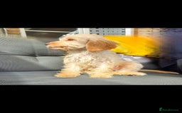 Cockapoo dogs for sale: Cream Female cockerpoo  - Image 2