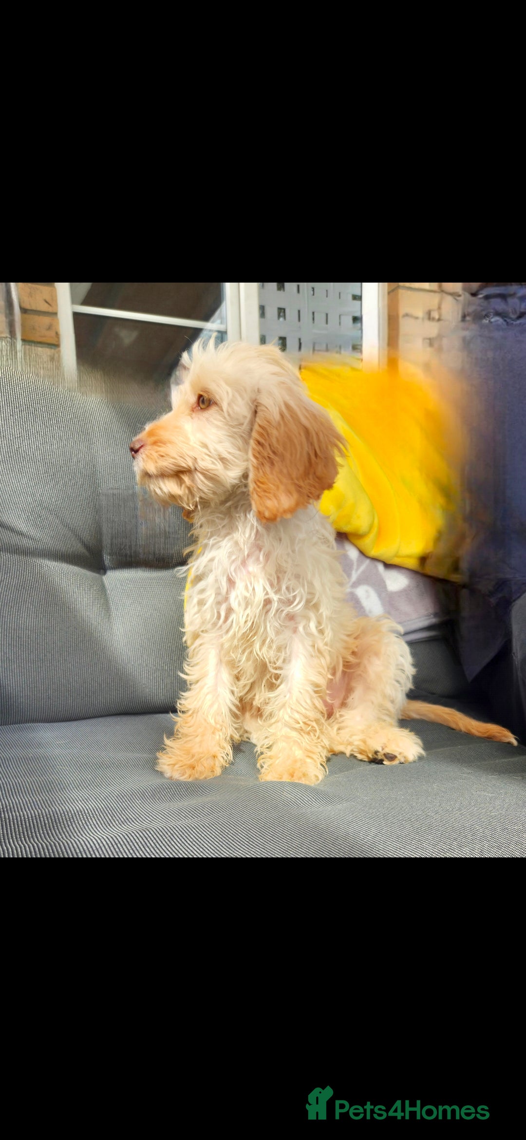 Cockapoo dogs for sale: Cream Female cockerpoo  - Image 2