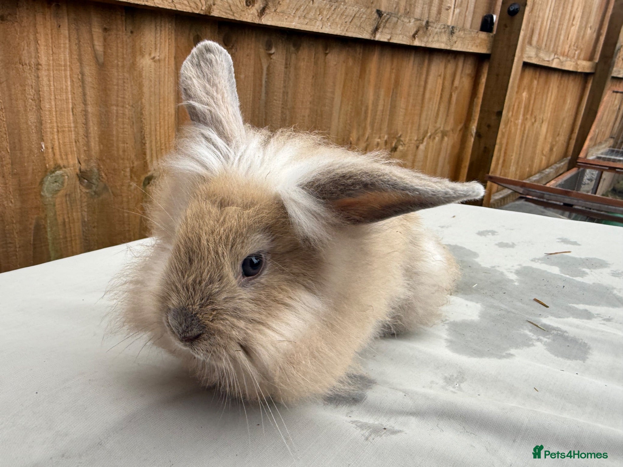 Mixed Breed rabbits 5 bunnies - Advert 2