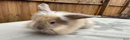 Mixed Breed rabbits for sale: 5 bunnies - Advert 2
