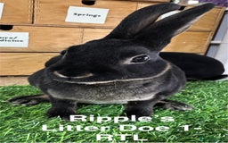 Rex rabbits for sale: Black and Tan Mini Rex  - Image 38