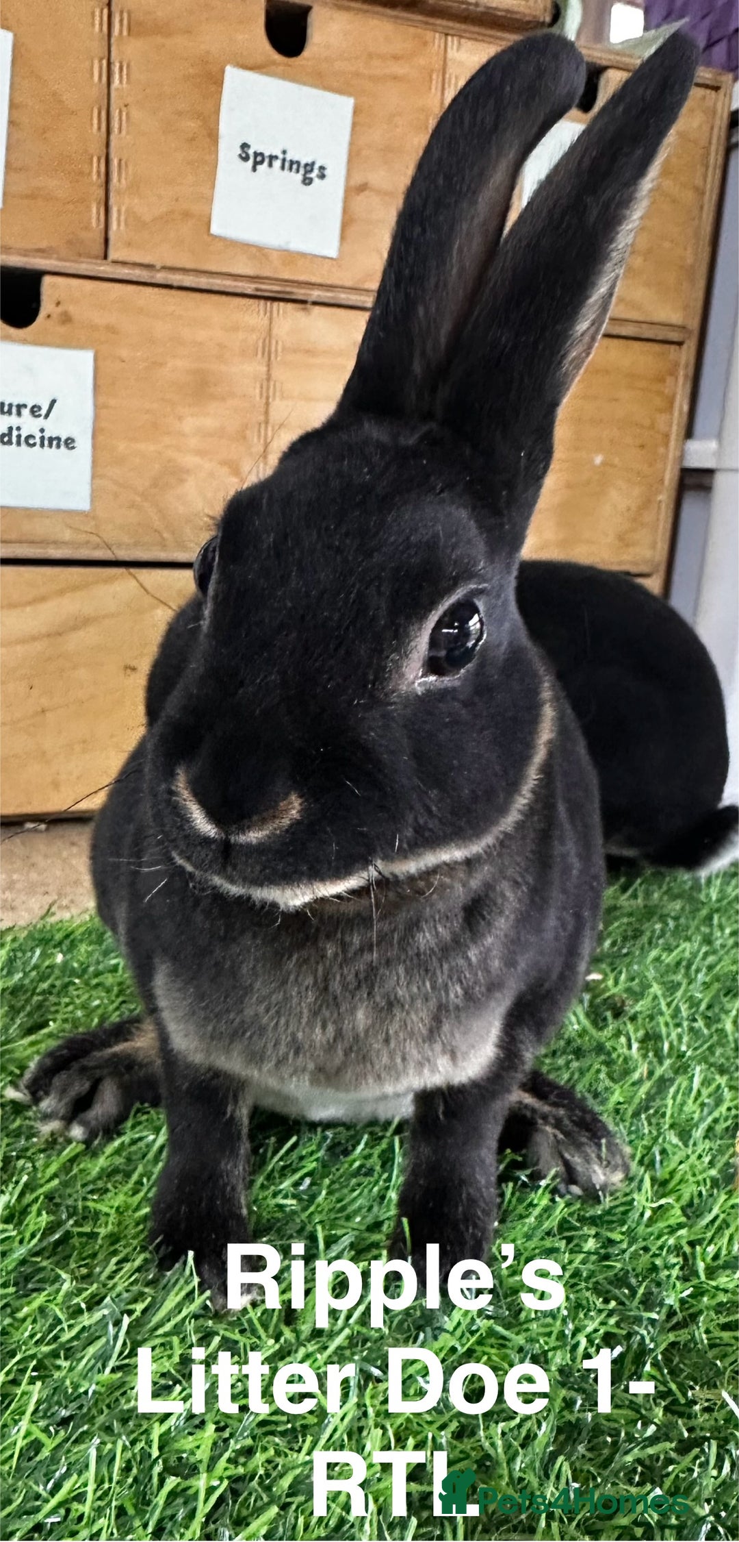 Rex rabbits for sale: Black and Tan Mini Rex  - Image 38