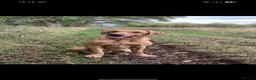 Labrador Retriever dogs for sale: Pedigree Labrador pups ready to go - Advert 7