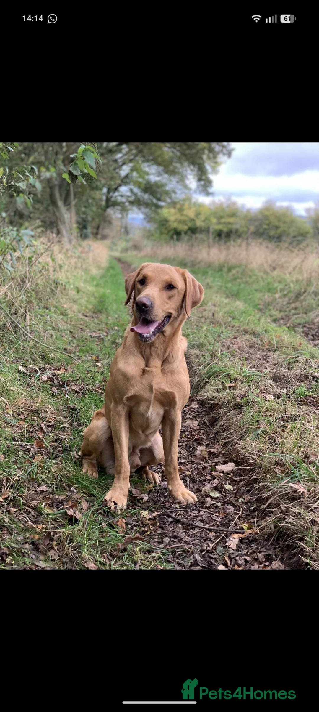 Labrador Retriever dogs for sale: Pedigree Labrador pups ready to go - Advert 7