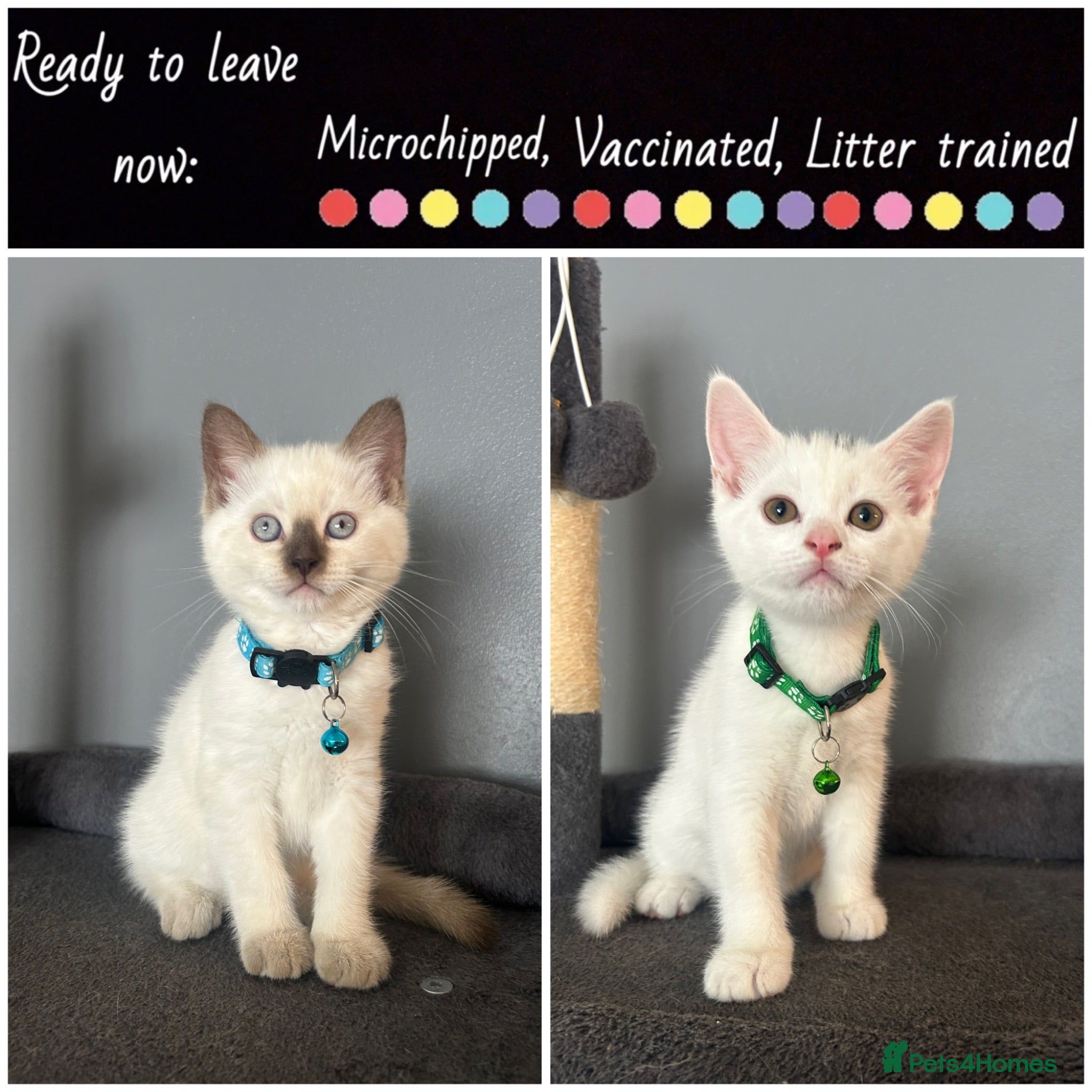 British Shorthair cats READY TO LEAVE BRITISH SHORTHAIR - Advert 15