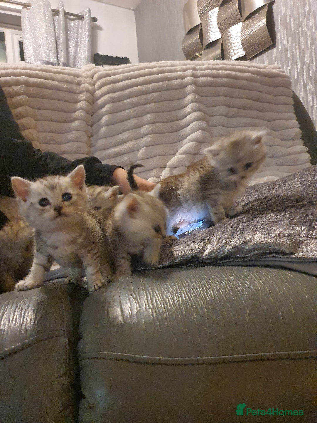 Persian cats for sale: Persian ready now - Image 4