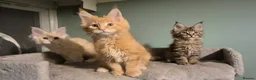 Maine Coon cats for sale: Fluffy Maine Coon kittens - Advert 12
