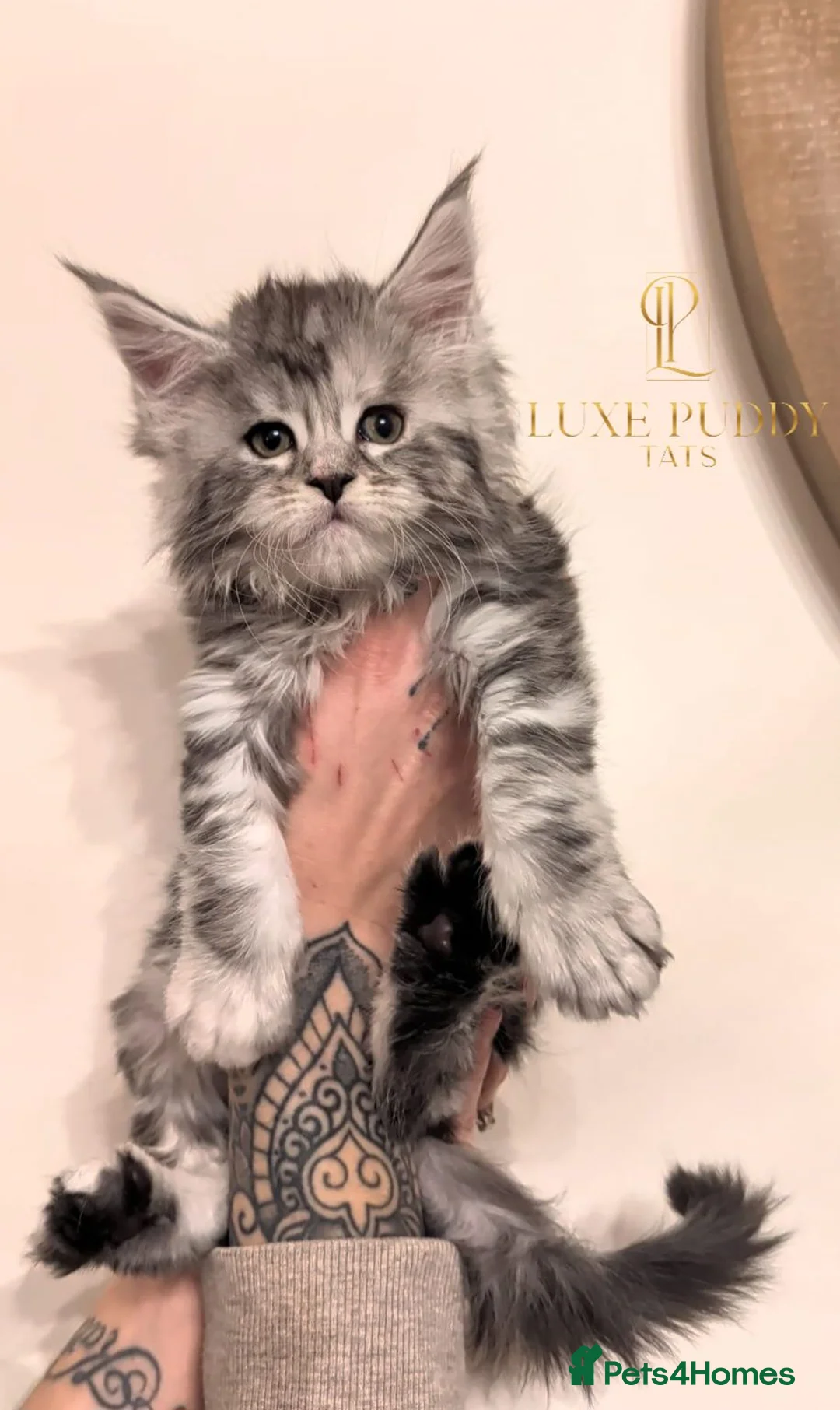 Maine Coon cats for sale: Championljne maine coon kittens - Advert 3