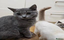 Mixed Breed cats for sale: Beautiful British Shorthair Cross  - Image 21