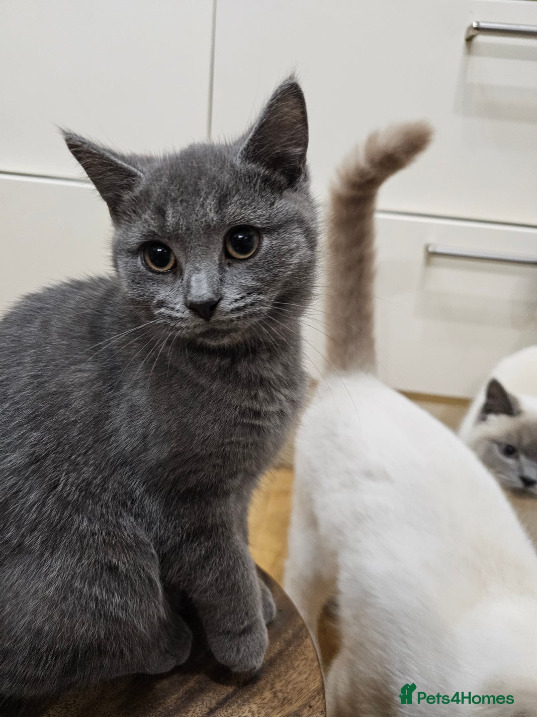 Mixed Breed cats for sale: Beautiful British Shorthair Cross  - Image 21