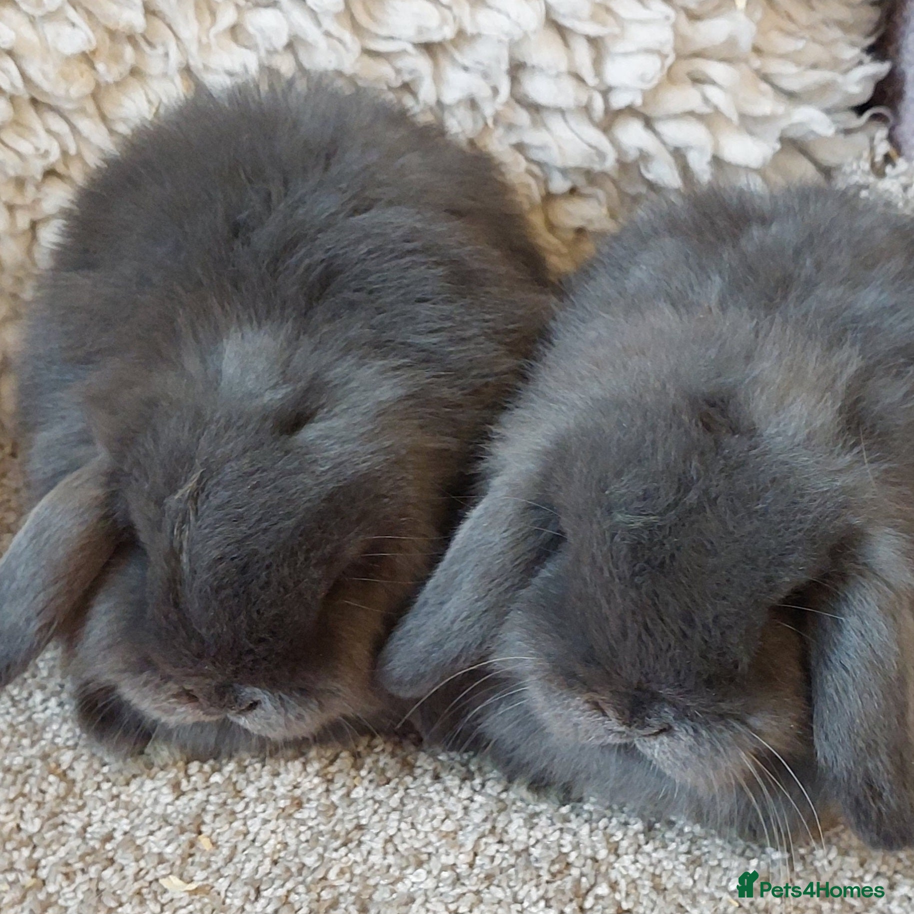 Mini Lop rabbits Baby minilop babys ready to reserve  - Advert 7