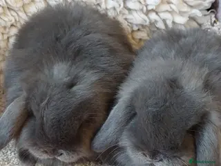Mini Lop rabbits Baby minilop babys ready to reserve - Advert 11