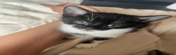 British Shorthair cats for sale: 4 rescue kittens  in Southall - Advert 4
