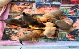 Mixed Breed dogs for sale: 6 jackmix puppies ready end of December  - Advert 3