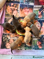 Mixed Breed dogs 6 jackmix puppies ready end of December - Advert 1