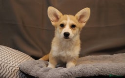 Welsh Corgi Pembroke dogs for sale: Stunning 33 Generation KC Pembroke Corgi Pups - Image 17