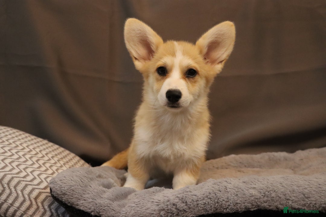 Welsh Corgi Pembroke dogs for sale: Stunning 33 Generation KC Pembroke Corgi Pups - Image 17
