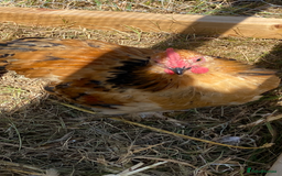 Chickens poultry for sale: Mille Fleur peking bantam cockerel - Image 2