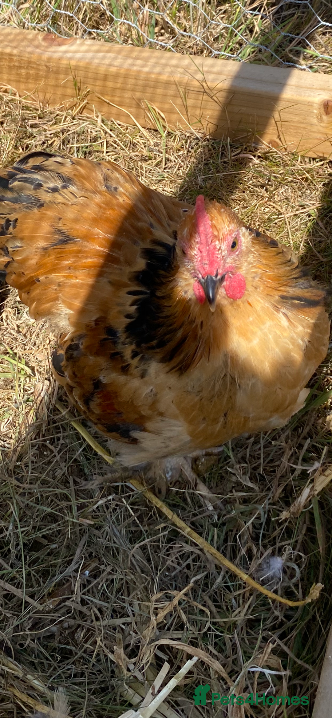 Chickens poultry for sale: Mille Fleur peking bantam cockerel - Image 2