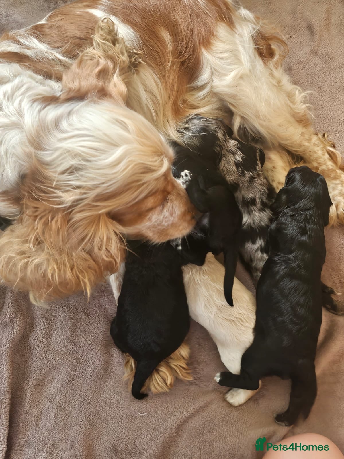 Cockapoo dogs Cockerpoo puppies - Advert 1