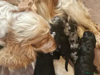Cockapoo dogs Cockerpoo puppies - Advert 10