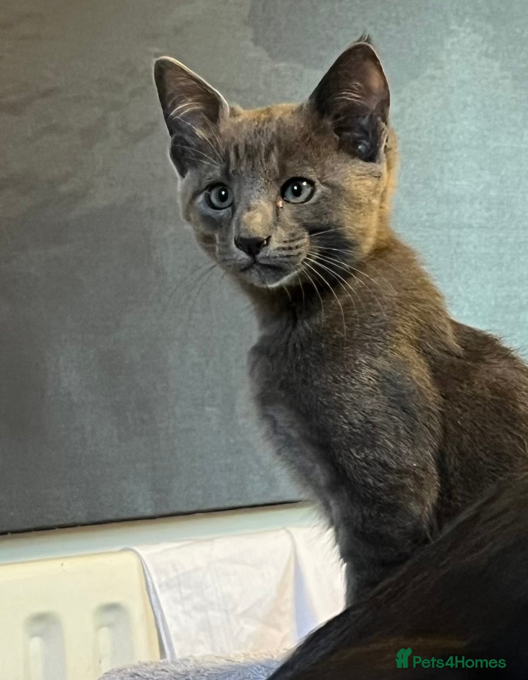 Oriental cats for sale: 5 STUNNING RAGAMESE KITTENS - Image 28