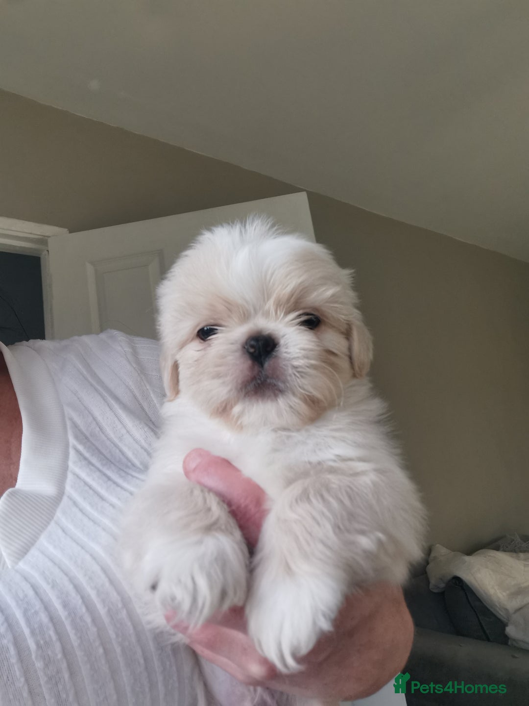 Mixed Breed dogs for sale: Adorable fluffy shihtzu pups - Advert 6