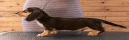 Miniature Dachshund dogs for sale: Outstanding Long Haired Miniature Dachshund - Advert 2