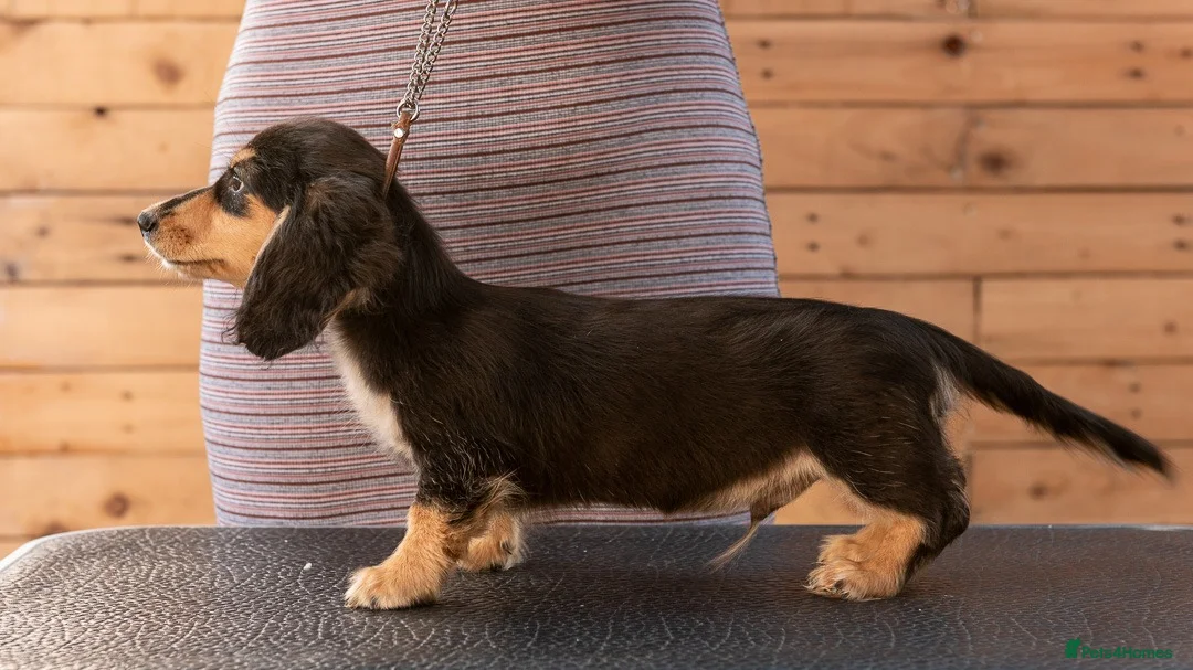 Miniature Dachshund dogs for sale: Outstanding Long Haired Miniature Dachshund - Advert 2
