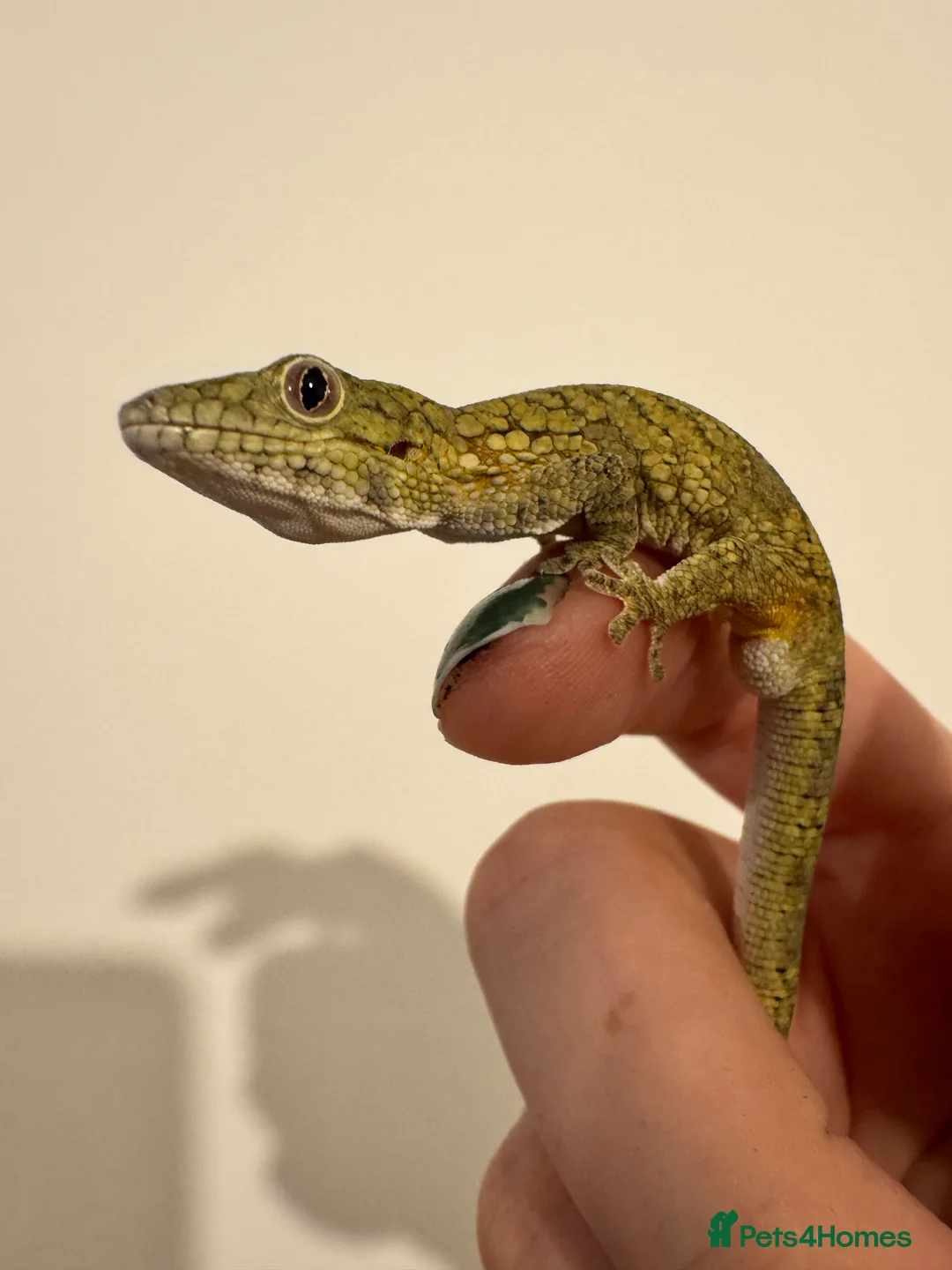 Gecko reptiles for sale: Breeding pair chameleon gecko  - Advert 2