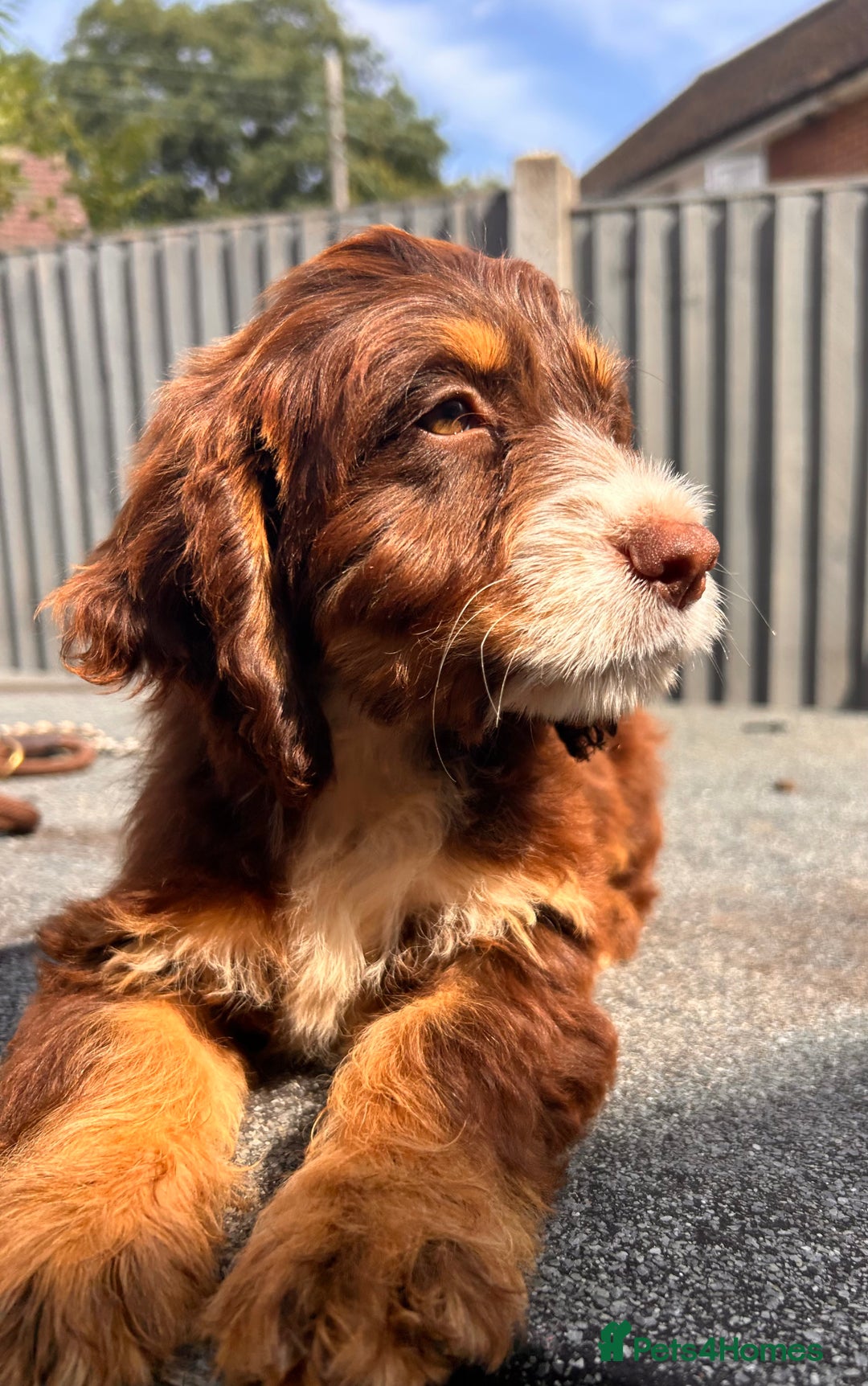 Cocker Spaniel dogs for sale: 💜COCKER SPANIEL PUPPY💜 - Image 4