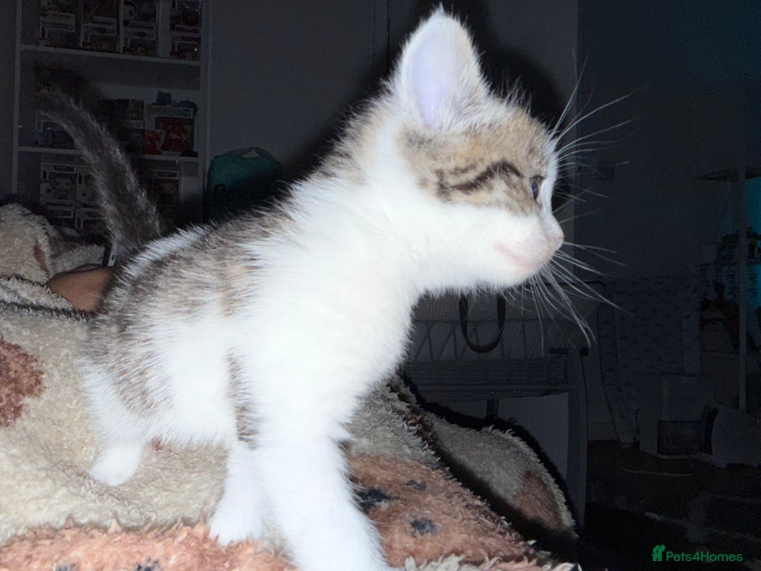 Mixed Breed cats for sale: Stunning kittens ready for new homes  - Advert 18