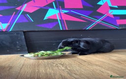Mini Lop rabbits for sale: Rabbit 2 Boys Both Neutered Hut Included 14Months  - Image 3