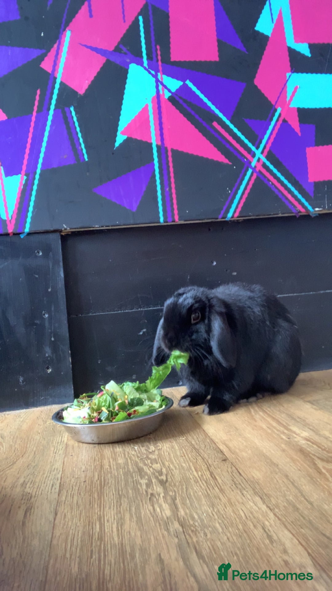 Mini Lop rabbits for sale: Rabbit 2 Boys Both Neutered Hut Included 14Months  - Image 3