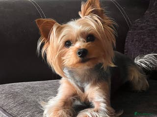 Yorkshire Terrier dogs For Stud - Advert 13