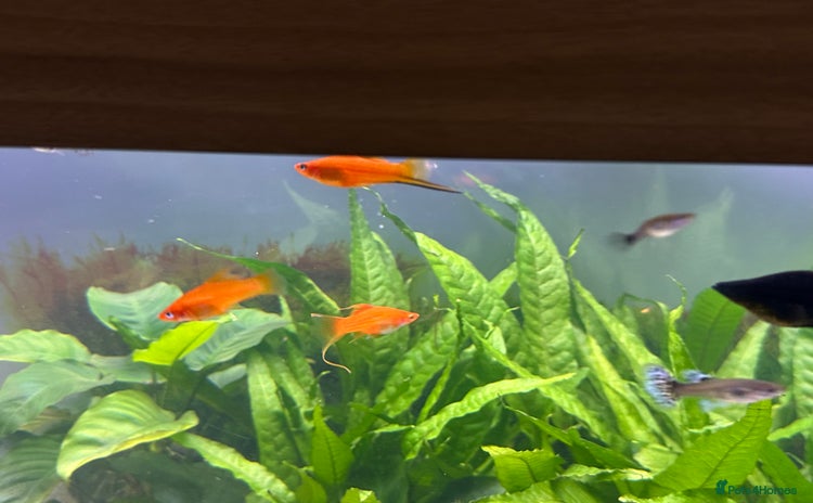 Live Bearers fish - Advert 1