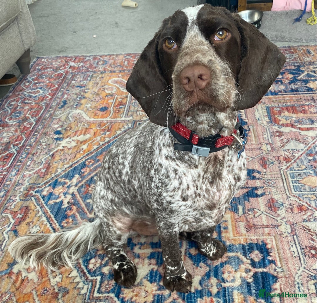 Cocker Spaniel dogs for sale: Rehome orie - Image 1