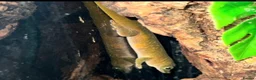 Lizard reptiles for sale: Available Rescues Looking for Their Forever Homes - Advert 9