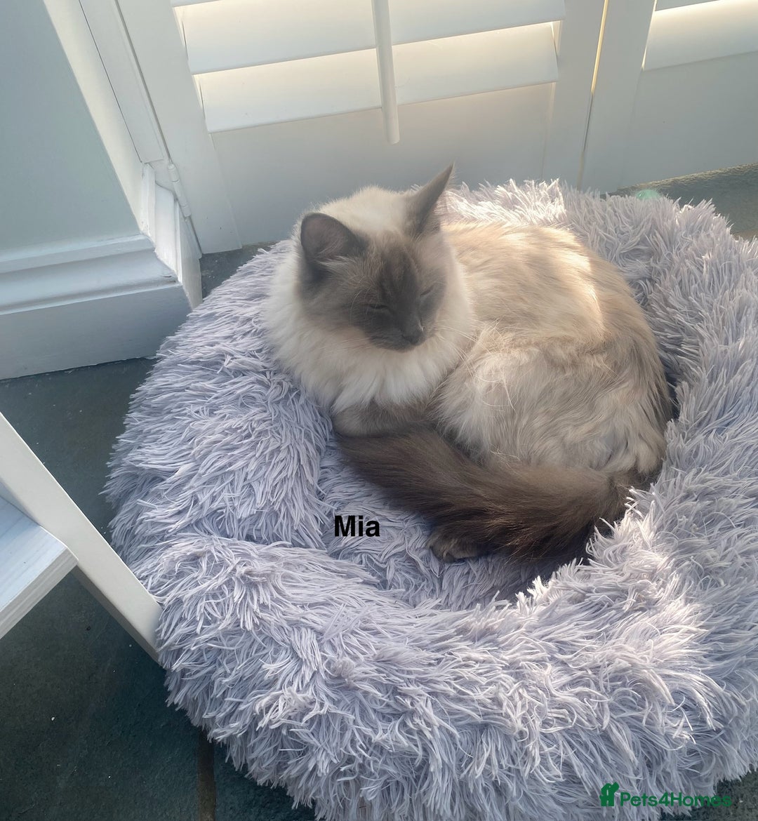 Ragdoll cats for sale: Ragdoll X Kittens for Loving Forever Homes - Image 26