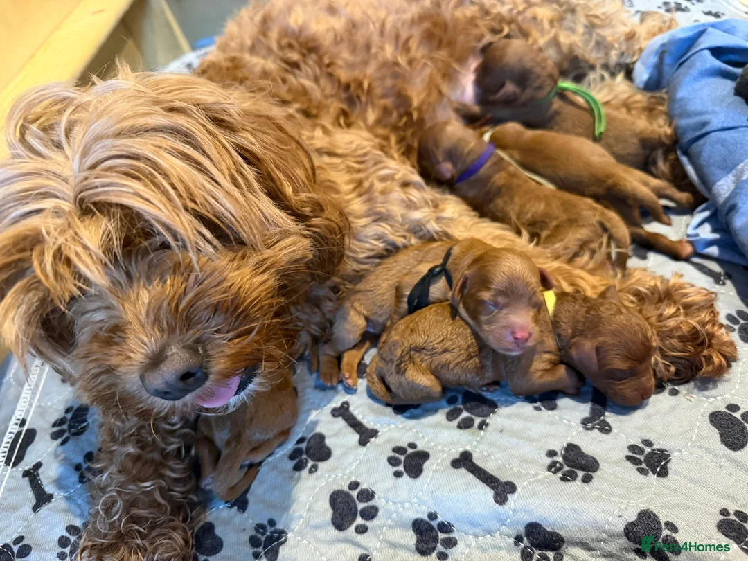 Toy Poodle dogs for stud: Deep Red Toy Poodle Stud -KC Reg PRA Clear in Romford - Advert 6