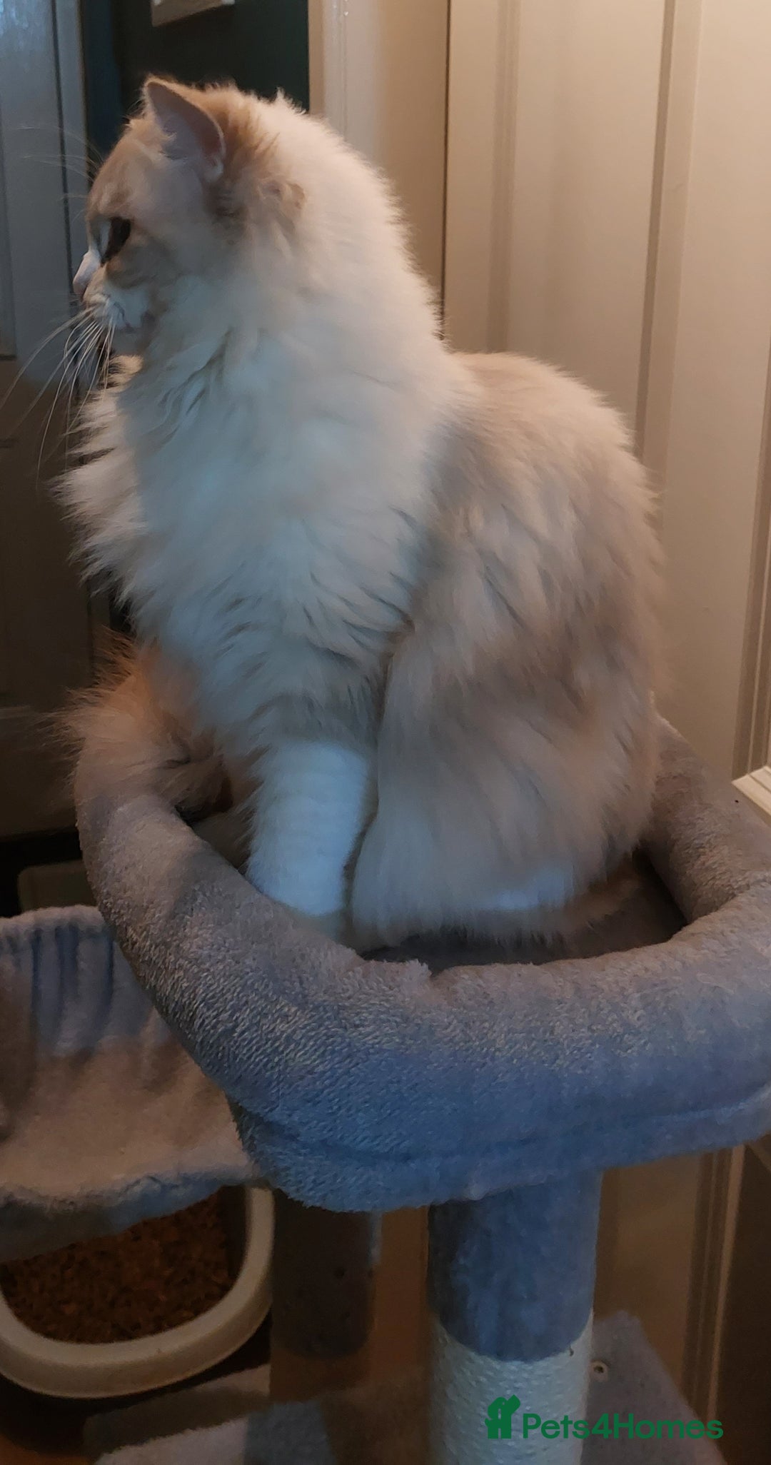 Ragdoll cats for sale: 🔥PRESTIGIOUS BEAST SIZE EU FEMALE🔥  - Advert 23