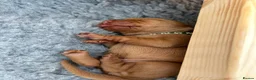 Hungarian Vizsla dogs for sale: 5 handsome hungarian vizsla puppies for sale - Advert 36