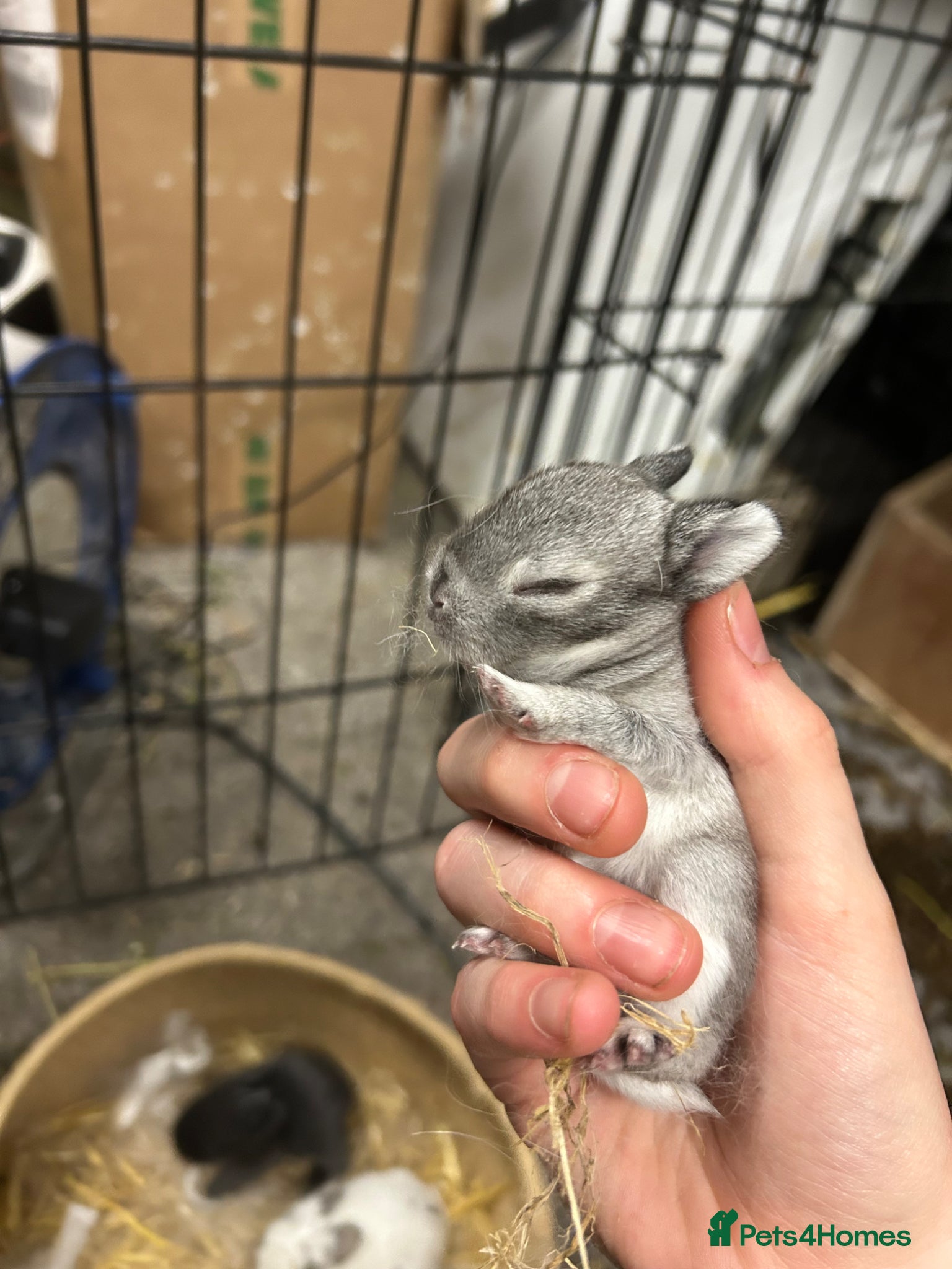 Netherland Dwarf rabbits Gorgeous traditional Netherland dwarf bunnies - Advert 5