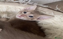 Oriental cats for sale: Oriental kittens  - Image 3