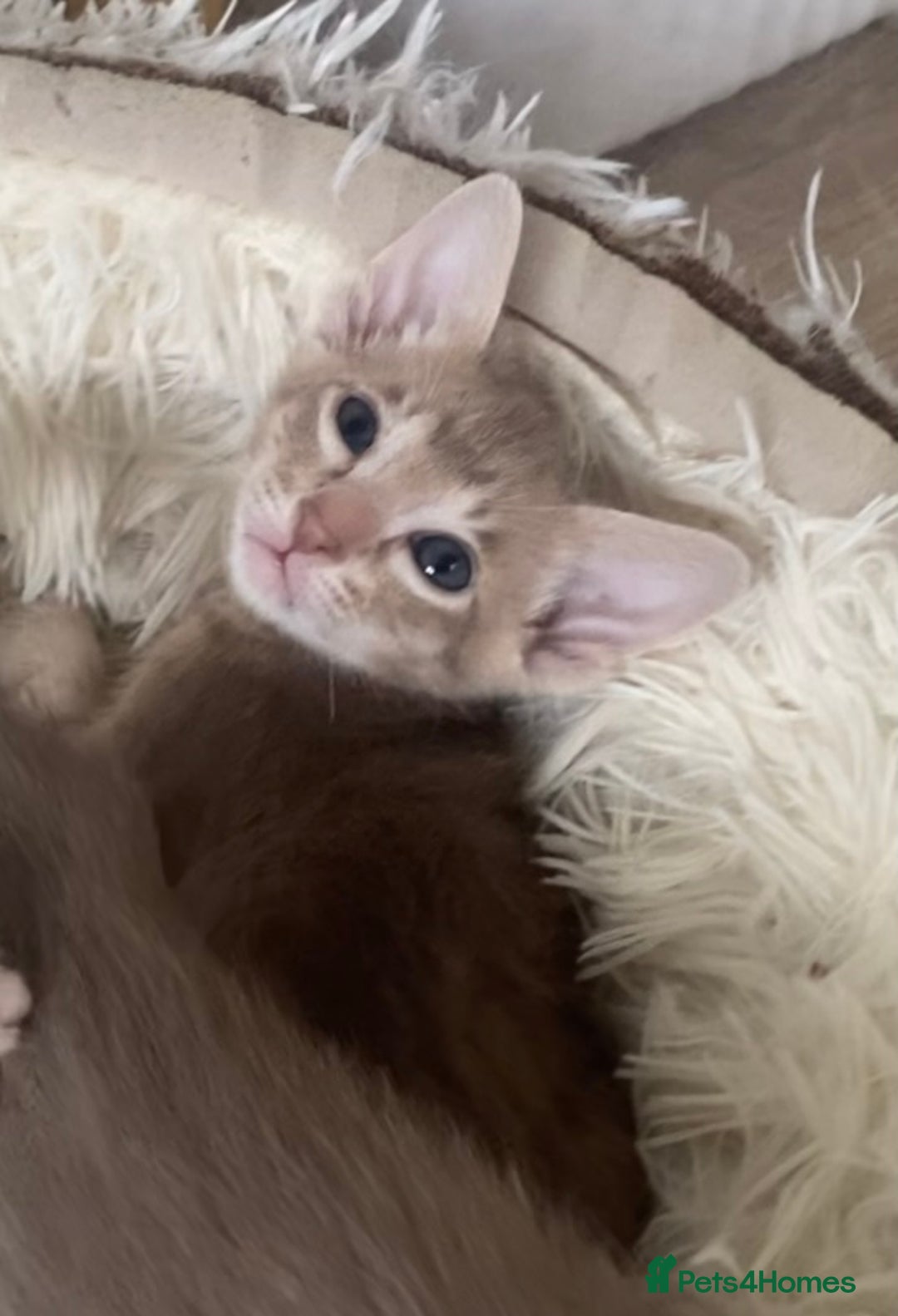 Oriental cats for sale: Oriental kittens  - Image 3